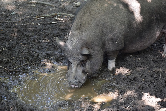 滕哈格的下 滕哈格的下