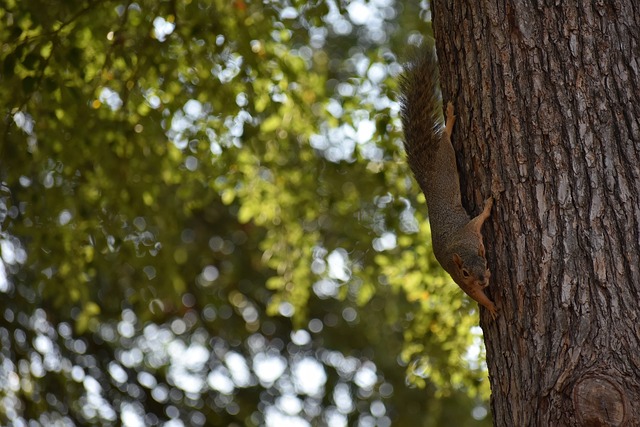 中对巴林主 中对巴林主